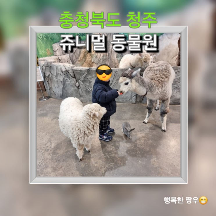  [여행] 청주 아이랑 가볼 만한 곳, 실내 동물원 "쥬니멀 동물원" 먹이주기 체험