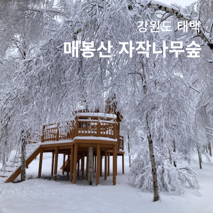  강원도 태백 가볼만한곳 매봉산 자작나무숲 천상의 숲길 원추리길 가는길