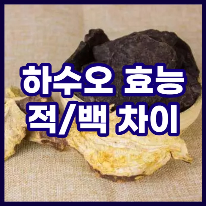  하수오 효능과 독성. 백하수오 적하수오 차이점