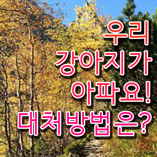  강아지열날때 대처법 정보꾸러미 ?!