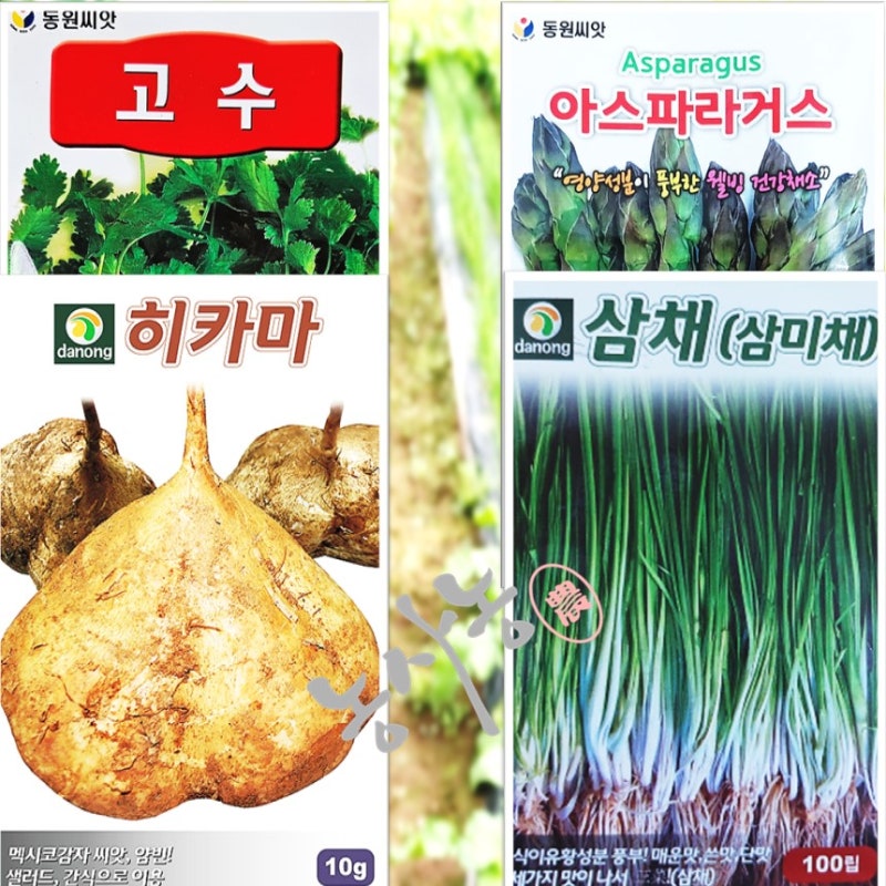 고수 아스파라거스 히카마 멕시코감자 삼채 삼미채 심는시기 씨앗 재배방법