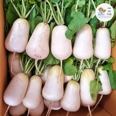 [국내산 고랭지 알타리 총각무 5kg] - 품질과 신선함이 함께하는 최상의 선택