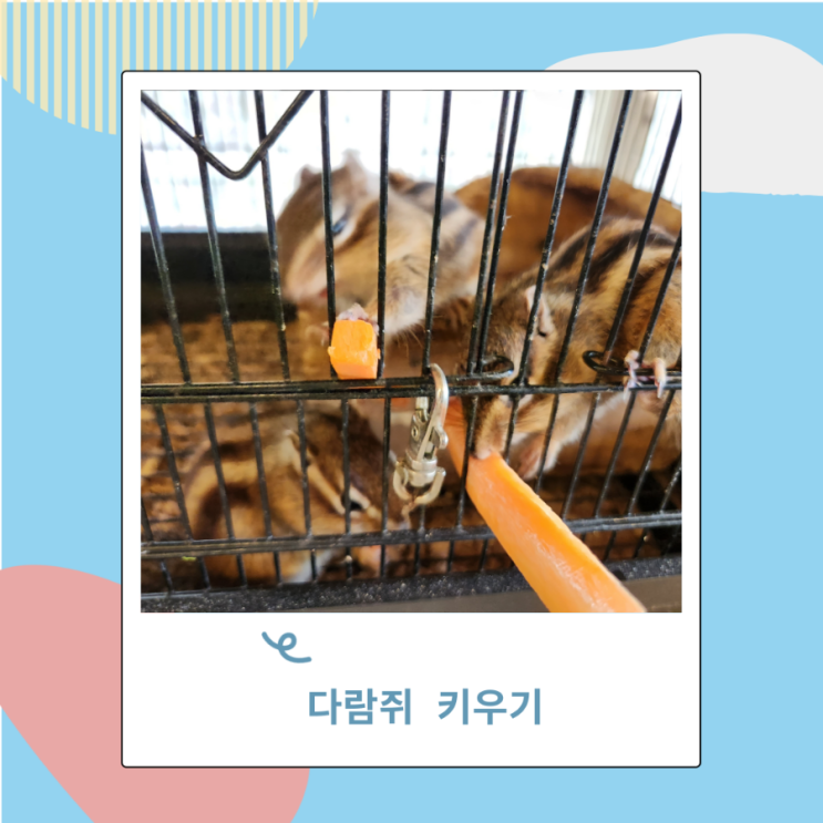 겨울잠동물 한국 다람쥐 키우기 특징, 수명, 먹이 겨울잠동물 한국 다람쥐 키우기 특징, 수명, 먹이
