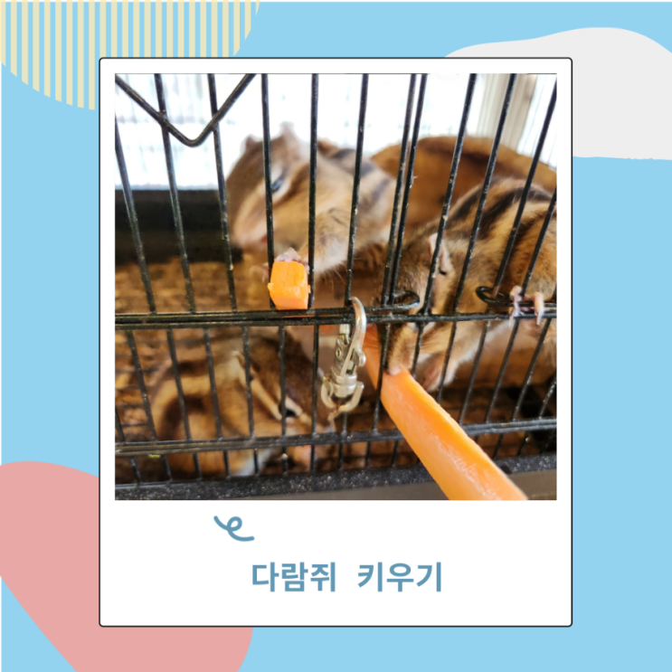 겨울잠동물  한국 다람쥐 키우기 특징, 수명, 먹이