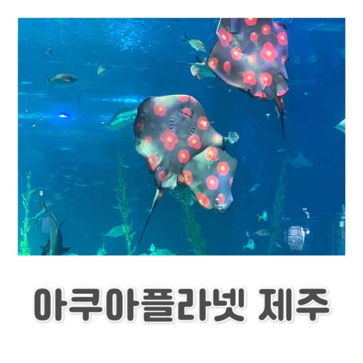  [제주] 제주 동쪽 가볼 만한 곳 | 국내 최대 수족관 | 아쿠아 쇼 | 제주 아쿠아 플라넷