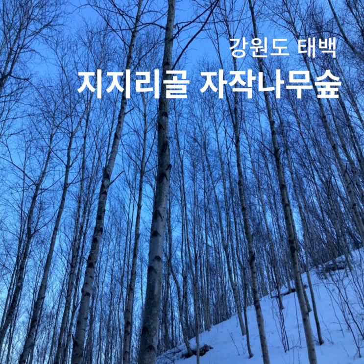  강원도 태백 자작나무 숲 운탄고도 1330 6길 지지리골 도시숲