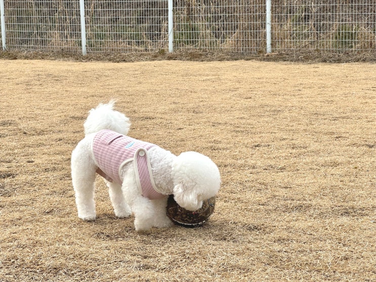  경기도 애견놀이터 서울근교애견운동장 대관 제이그라운드 청계
