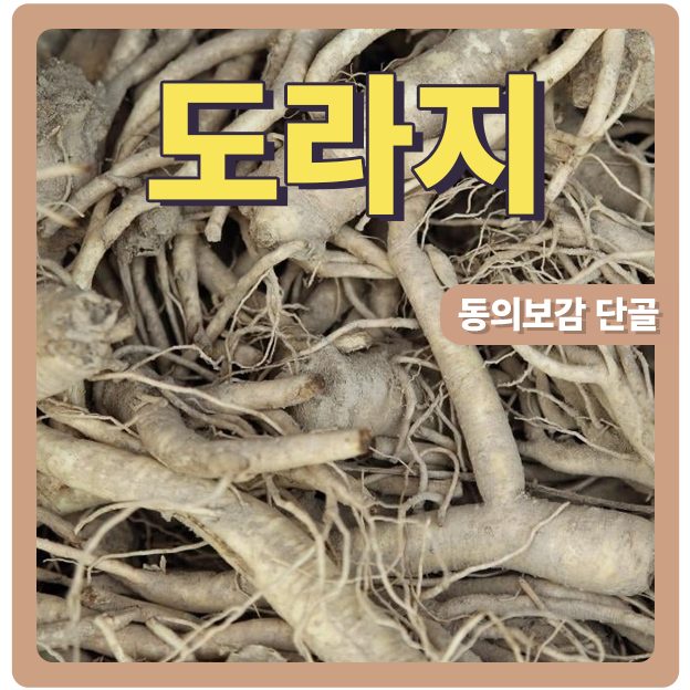  도라지 동의보감의 단골 약재