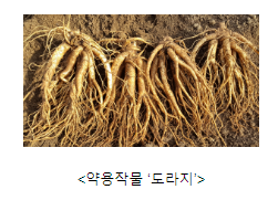 농촌진흥청, 약용작물 우수 종자 보급 계획 발표 농촌진흥청, 약용작물 우수 종자 보급 계획 발표
