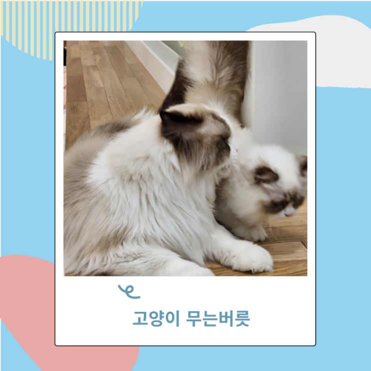 고양이 무는버릇  아기 고양이가무는이유 습성 고치는법