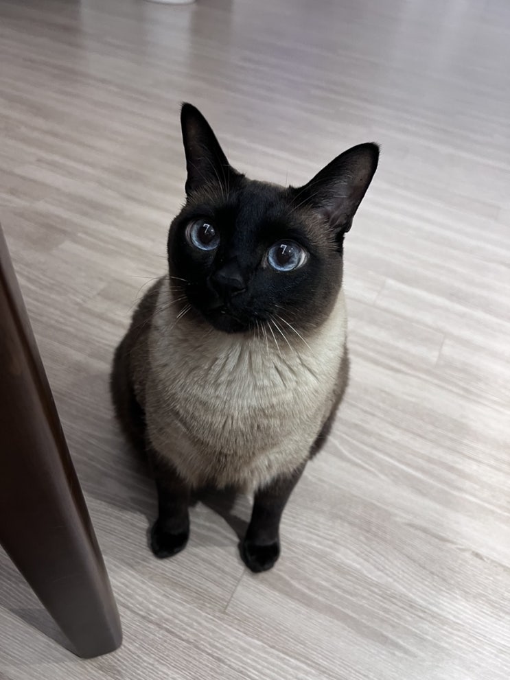  고양이 차멀미 원인 및 해결 방안