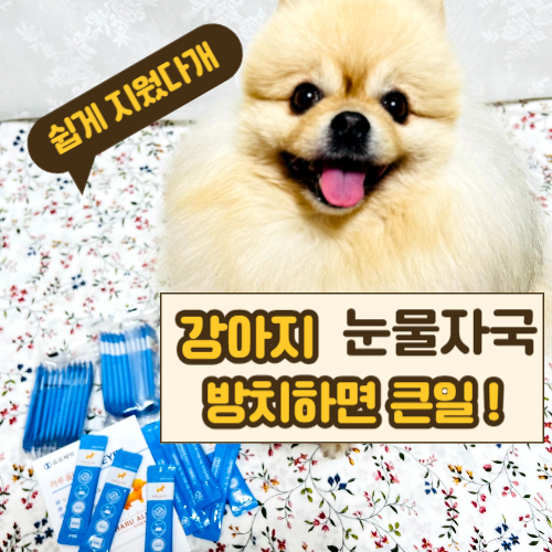  강아지 눈물자국 영양제로 눈곱과 눈물자국 제거한 후기