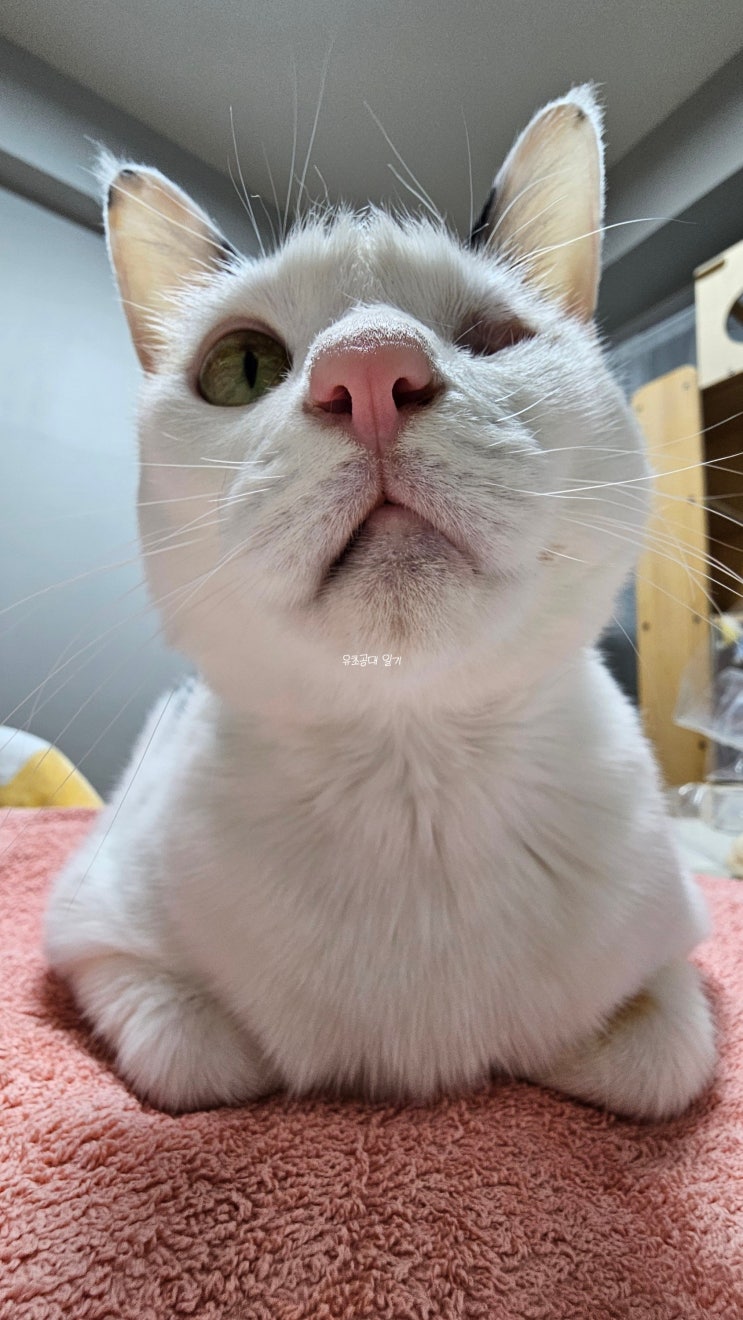  1월 고양이 일기