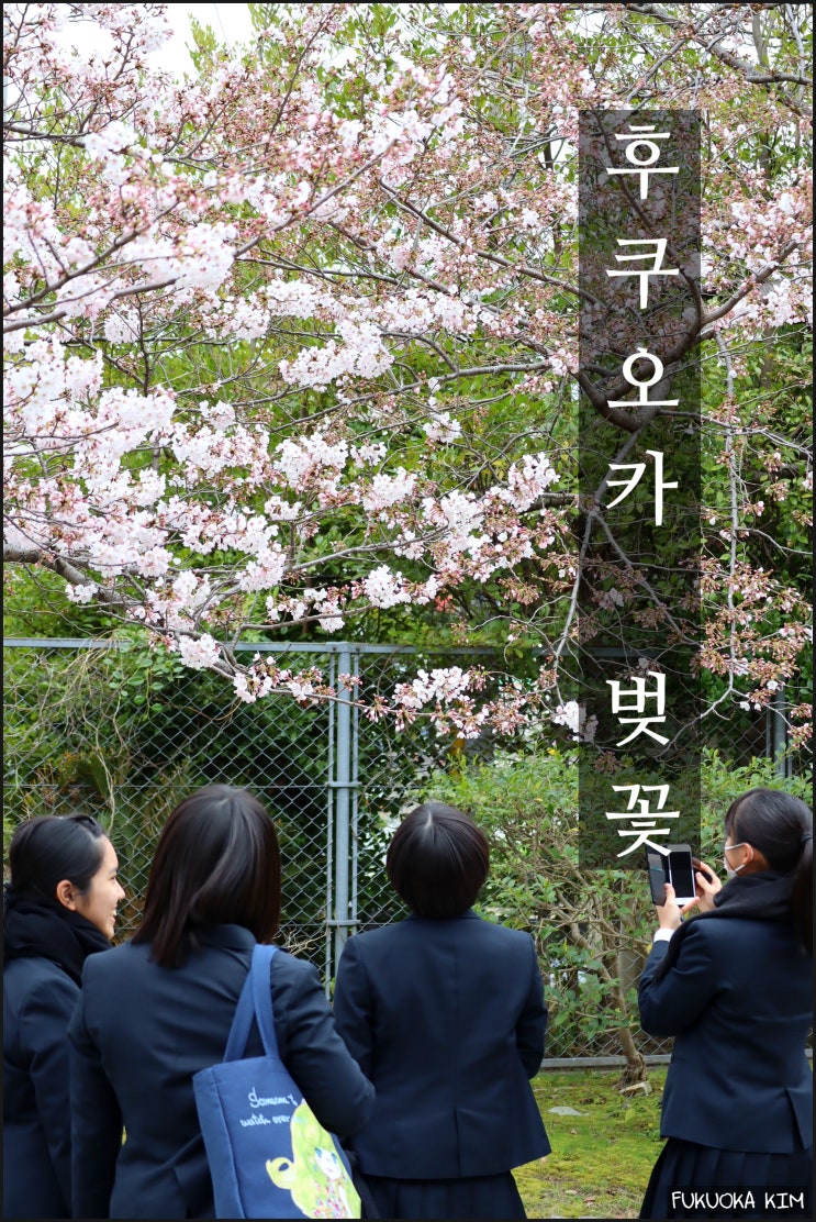  일본  벚꽃 개화시기 기상청 발표
