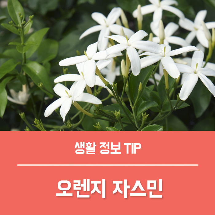  오렌지 자스민 꽃 특징, 오렌지 자스민 꽃말 키우기 가지치기 향기 물주기 총정리!