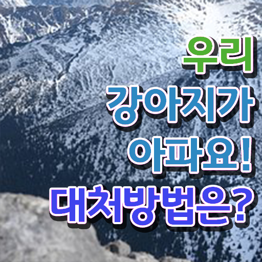  강아지열날때 처치방법 핵심 정보 !!!