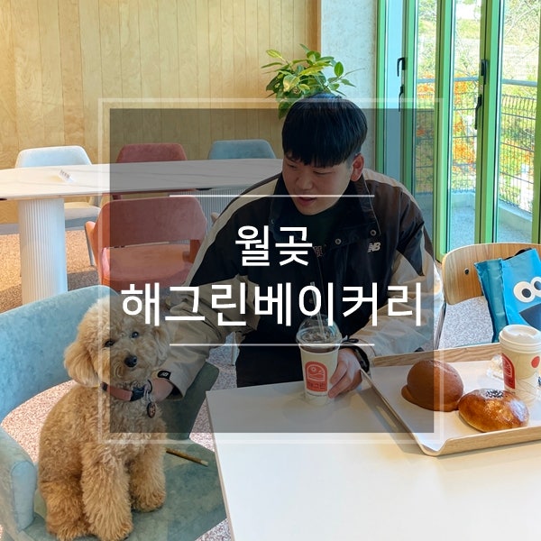  시흥 애견동반 해그린베이커리카페 월곶에 새로 생긴 신상 반려견동반 대형카페 강아지와 놀거리 여행