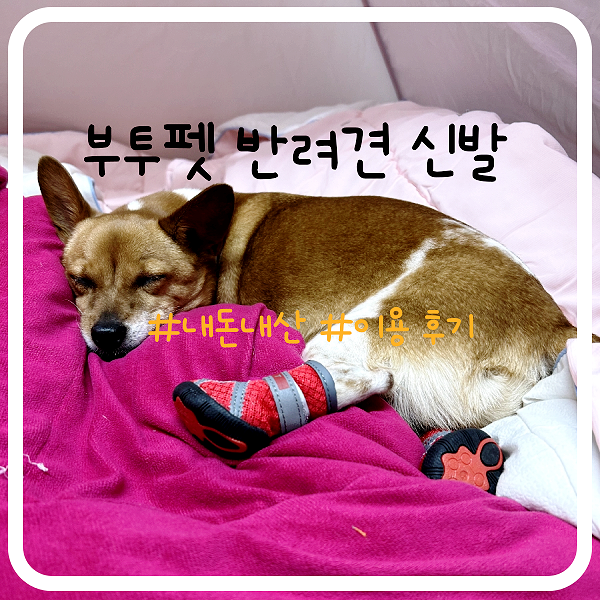  빙판 산책 반려견 신발로 미끄럼 방지