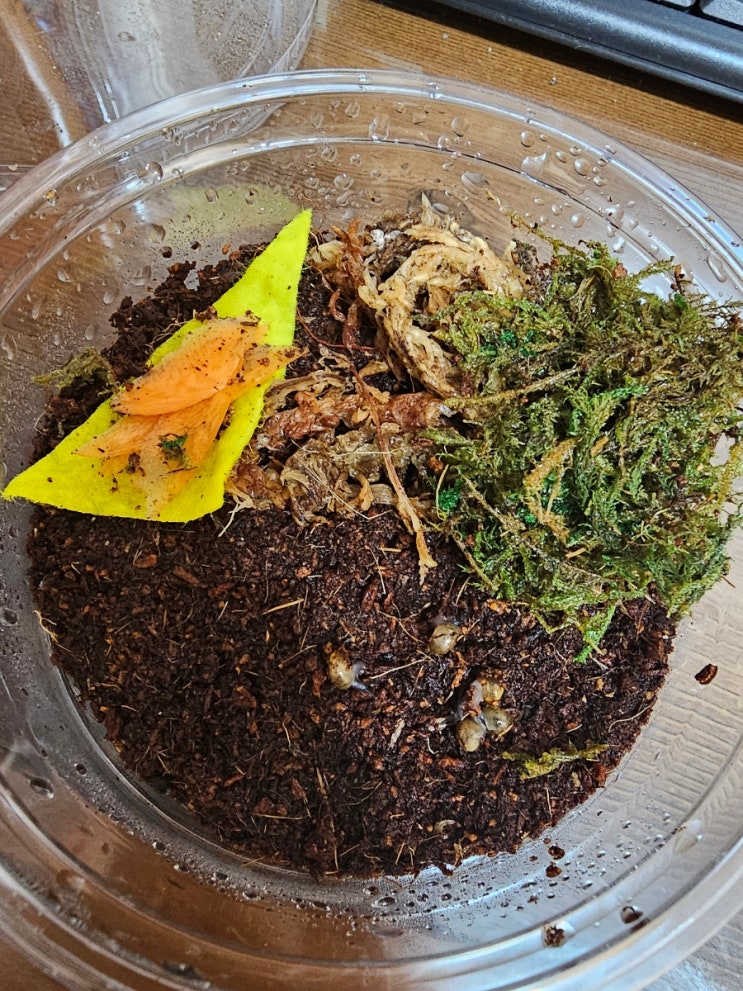  토종 달팽이 키우기