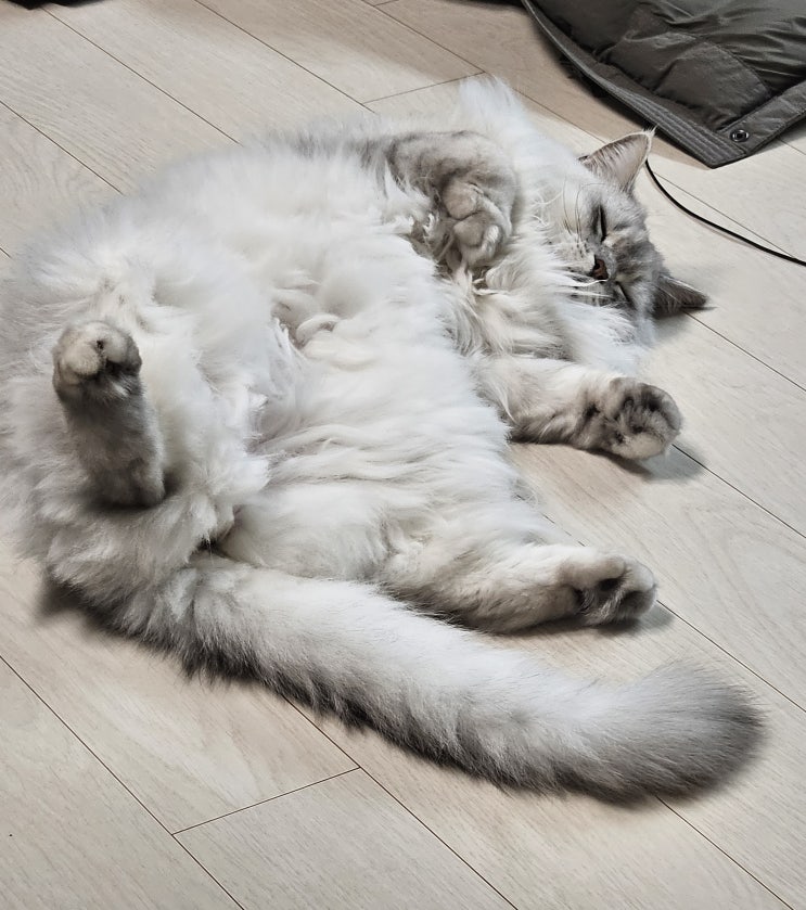  고양이 사료토 돈 안들이고 간단히 해결하는 법!