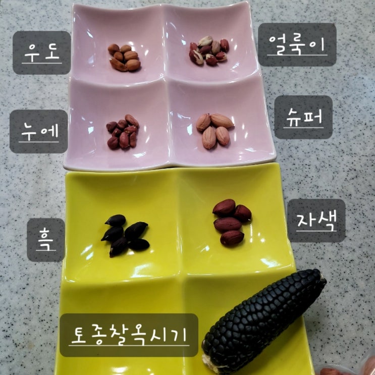  나눔받은 국내산 땅콩 품종 비교