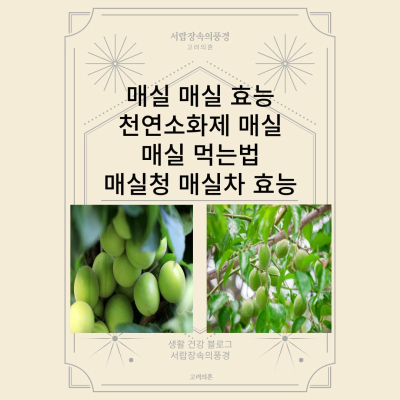 매실의 10가지 특별한 성분과 효능 (매실즙, 매실청)