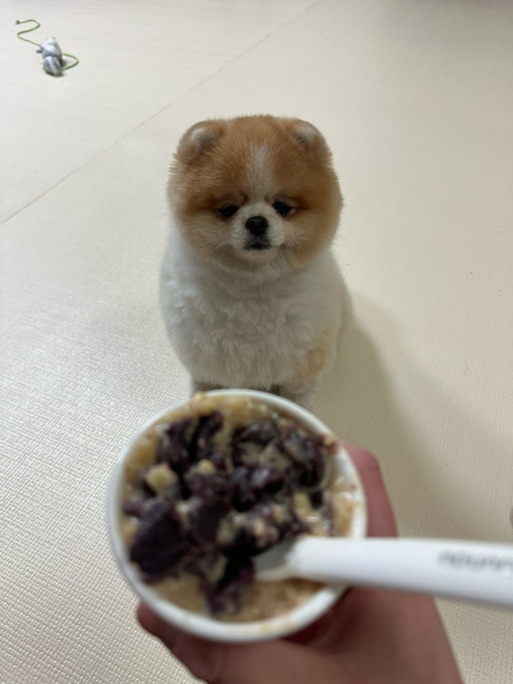  강아지 수제간식 만들기!
