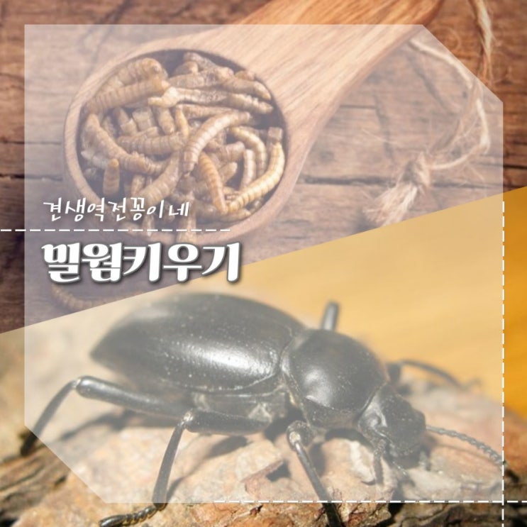  밀웜키우기 사육장 온도 먹이 밀웜성충 갈색거저리 키우는법