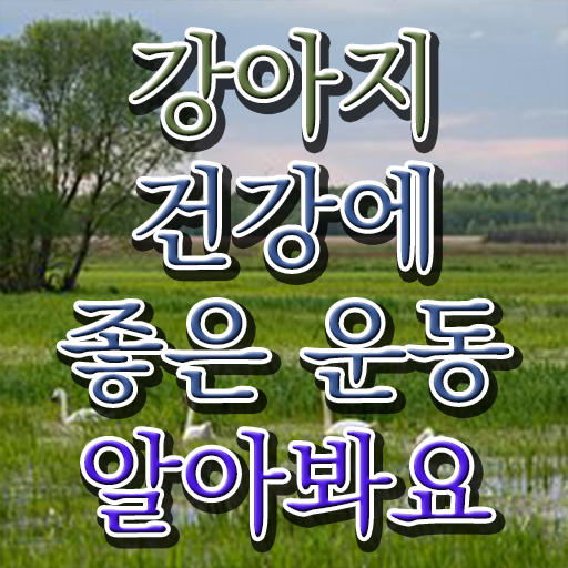  반려견운동지도사 자격증 1급 준비방법 이것만 보세요 .