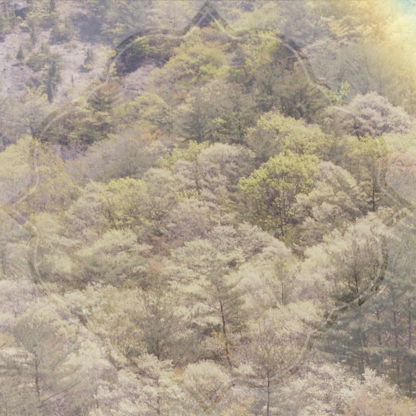 눈의 <b>면역관용</b> 메커니즘과 눈 건강