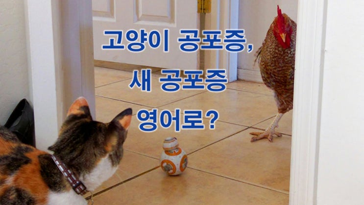 새공포증, 고양이공포증 영어로 (다 큰 어른이지만 무서움) 새공포증, 고양이공포증 영어로 (다 큰 어른이지만 무서움)