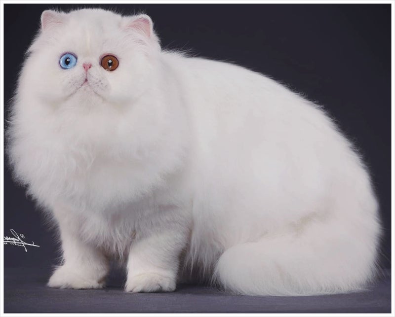 오드아이 고양이 종류와 분양가