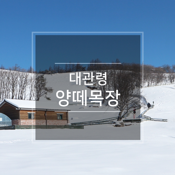  대관령 양떼목장 겨울 볼거리 여행코스 강원도 평창 1박2일 눈구경 데이트 가볼만한곳