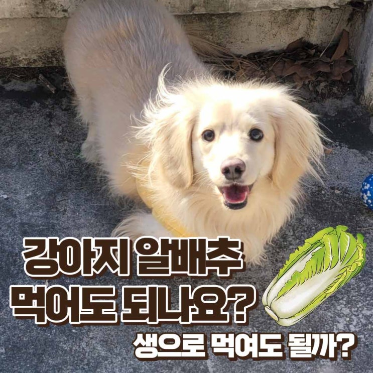 강아지 알배추 어떻게 먹이는 것이 효과적일까요?