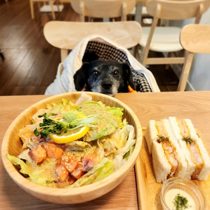 남양주 애견동반식당 강아지 실내 가능한 친절한 소코아 별내점 남양주 애견동반식당 강아지 실내 가능한 친절한 소코아 별내점