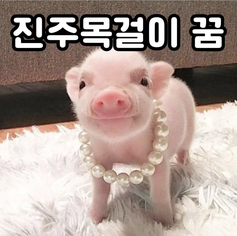 진주 꿈 진주목걸이 꿈 해몽 의미