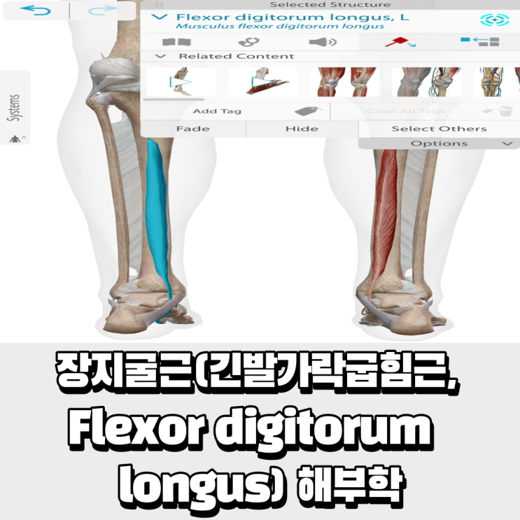  장지굴근 (긴발가락굽힘근, Flexor digitorum longus) 기시, 정지점, 기능