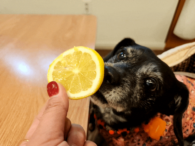 강아지 레몬 과일 레몬즙은 먹으면안되는음식