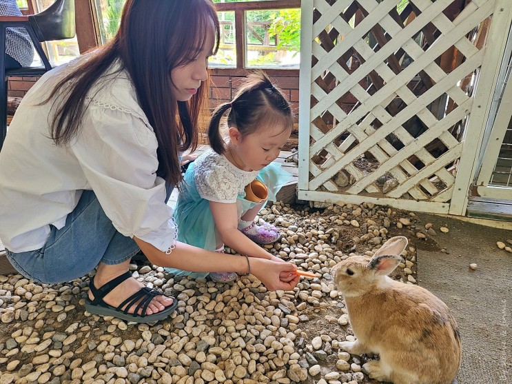 서울 근교 카페 아이랑 토끼가 있는 라벤더하우스 다녀온 후기