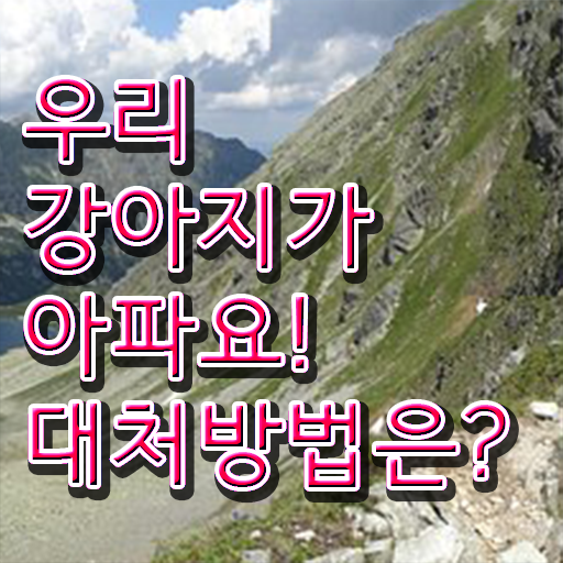  강아지열날때 처치방법 콕콕 짚어드립니다 ~