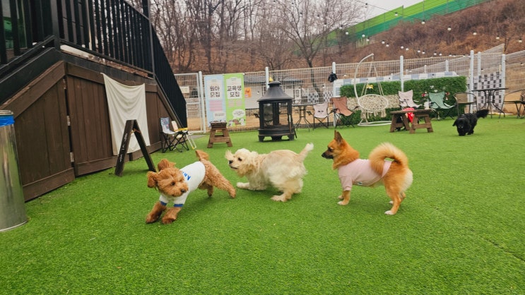 위례애견호텔 :) 운동장이 넓어 믿고 맡길 수 있는 라드독