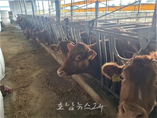  전남도, 축산농가 경영안정 위해 사료 구매자금 지원한다