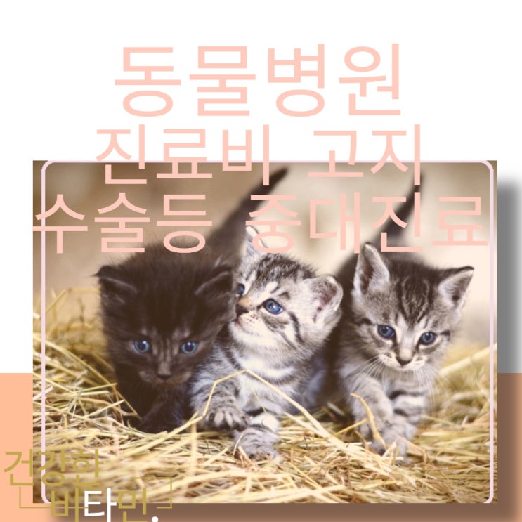  알아두면 도움되는 동물병원 진료비 고지방법 24년 1월 5일부터 바뀌었습니다.