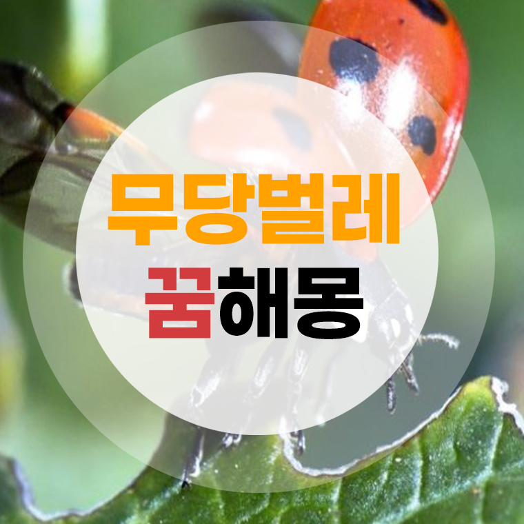무당벌레 꿈해몽 무당벌레나오는꿈 상황별 풀이 총정리