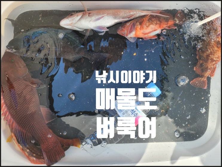  소매물도 벼룩여 감성돔 낚시 새 어종 황줄깜정이 만난이야기 2022. 10. 22.