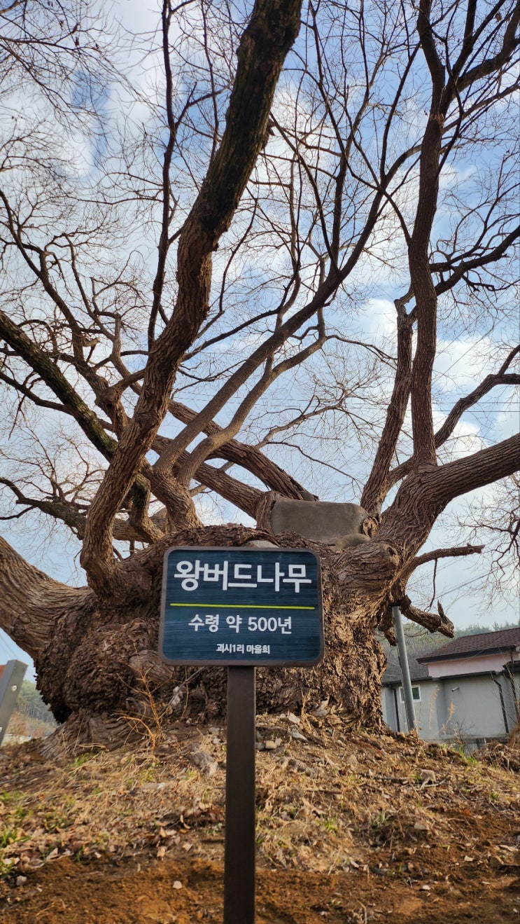  영덕군 영해면 초수골약수터와 500년 왕버드나무 나무간판 설치 후기