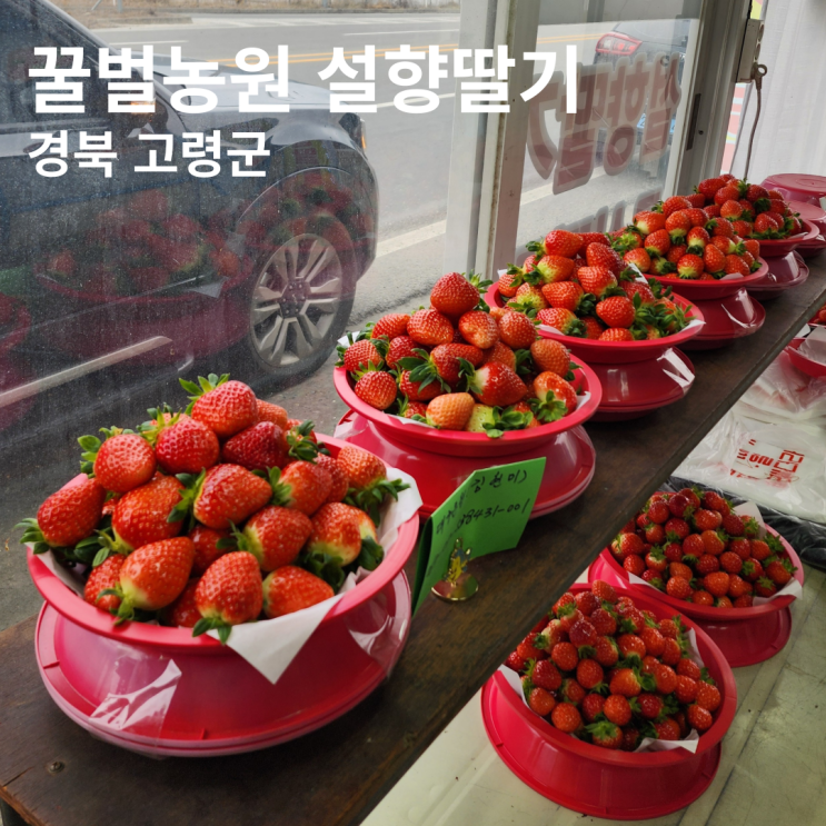 고령 딸기 꿀벌농원 설향딸기 내돈내산 구입 후기
