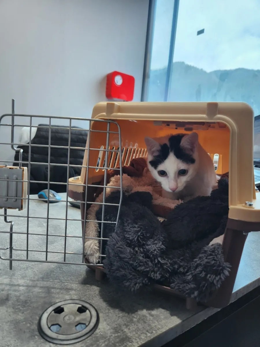 아리동물병원 사진 6