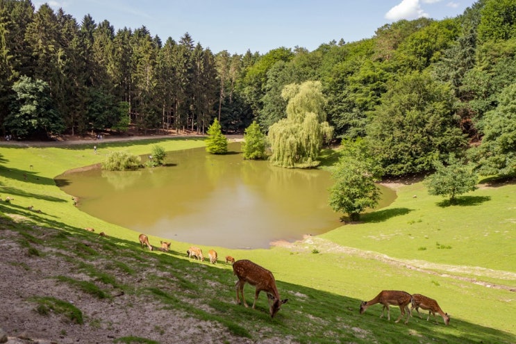  [이솝우화] 09. The Stag at the Lake