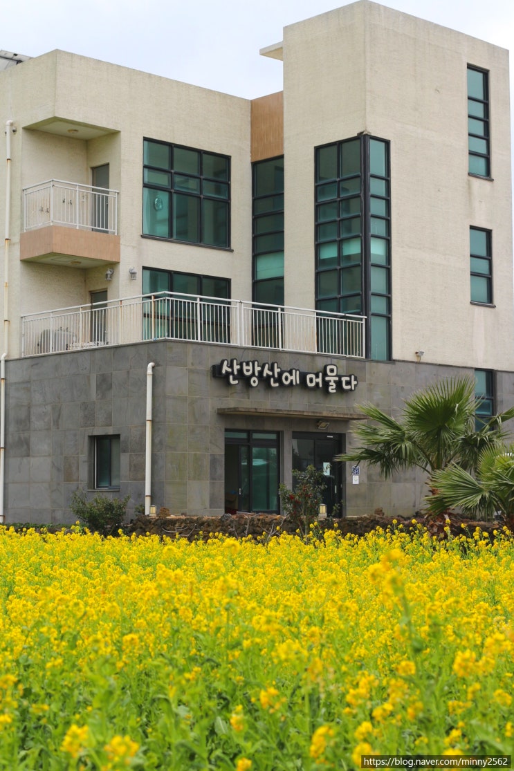  제주 산방산펜션, 유채꽃밭과 오션뷰가 있는 산방산 머물다펜션